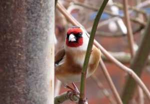 goldfinch a different angle