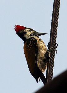 Black-rumped Flameback