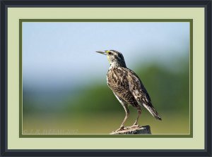 WESTERN MEADOWLARK