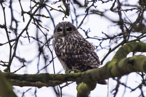 Short-eared Owl