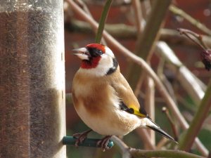 Goldfinch feeding