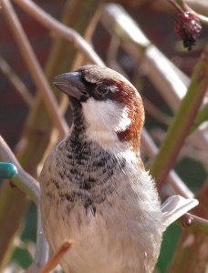 Sparrow posing