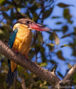 Stork Billed Kingfisher