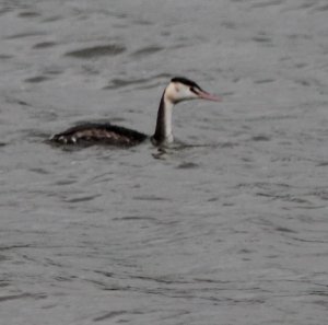 Great Crested Grebe