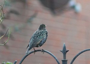 Starling