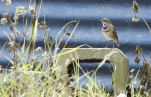 Bluethroat