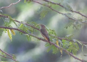 Rusty-tailed Flycatcher