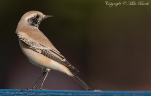 Desert Wheatear