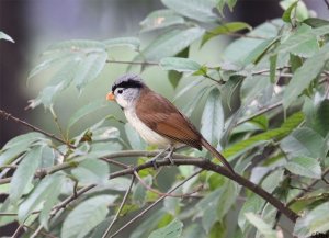 Grey-headed Parrotbill