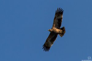 Eastern Imperial Eagle