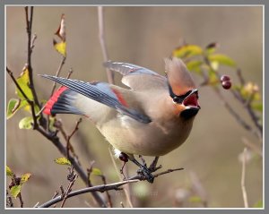 Japanese Waxwing - The Juggler