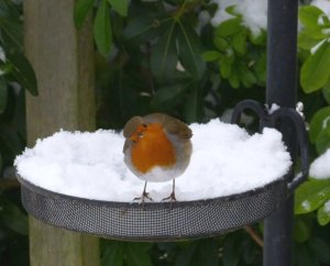 Robin in the snow