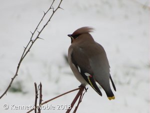 waxwing