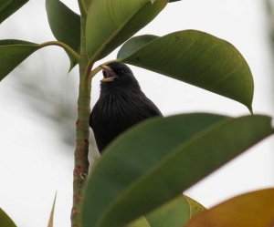 Spotless Starling