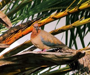 Laughing Dove