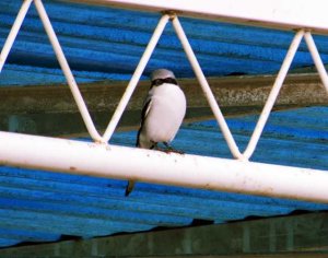 Lesser_Grey_Shrike3