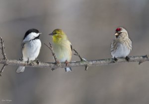 3 Birdz On A Stick