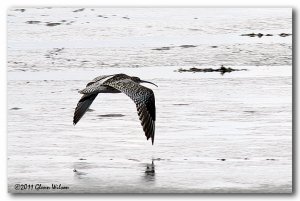 Curlew in Flight