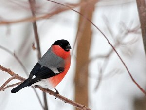A Bullfinch in Winter