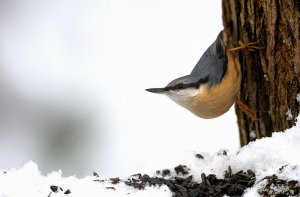 winter nutty on my feeder