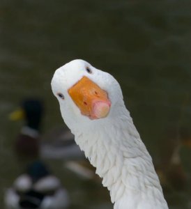 Goose after food