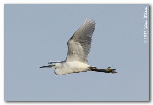 Great White Egret in Flight