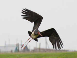 Black Stork