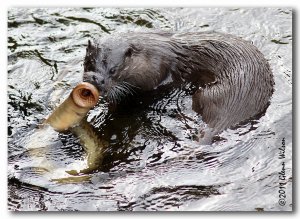 Otter with Sea Lamprey