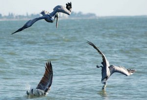 Fishing Pelicans