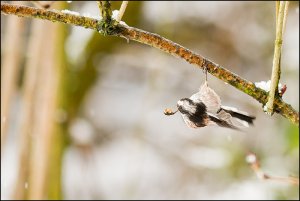 LTT hanging on