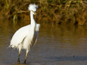 Little Egret