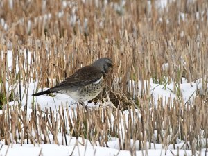 Fieldfare