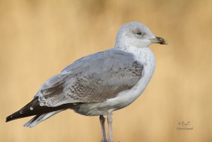 Gull with astroscope