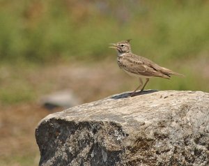 Crested Lark