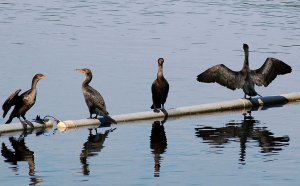 Double Breasted Cormorants