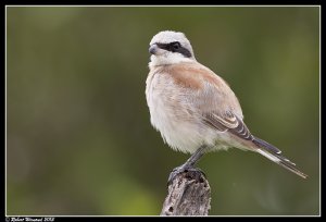 Red-backed Shrike (male)