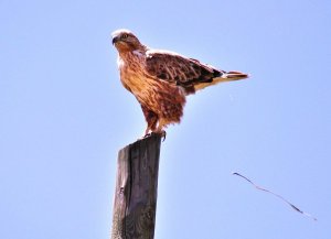 Rough Legged Buzzard