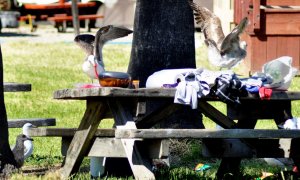 Looting Gulls