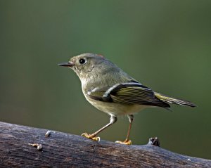 Ruby-crowned Kinglet