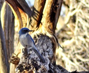 Western Scrub Jay