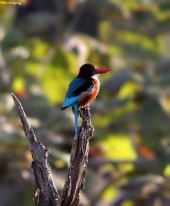 White breasted kingfisher