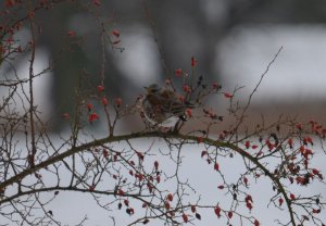 A Fieldfare enjoying field fare