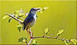 Tawny-Flanked Prinia