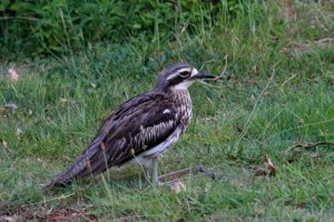 Bush Stone-curlew in resting position