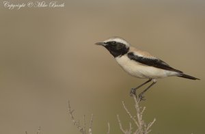 Desert Wheatear