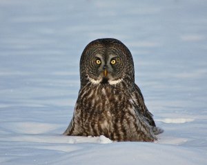 Great Gray Owl