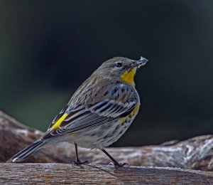 Yellow-rumped Warbler (Audubon)