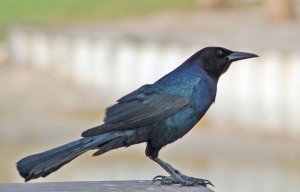 Boat Tailed Grackle