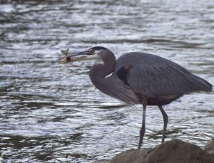 Blue Fishing