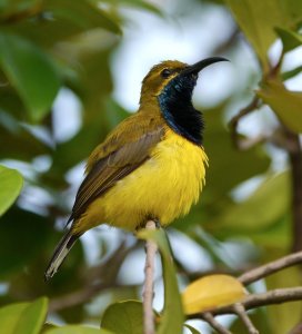 Sunbird Tropical Australia